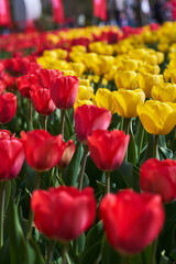 Various tulips in the park