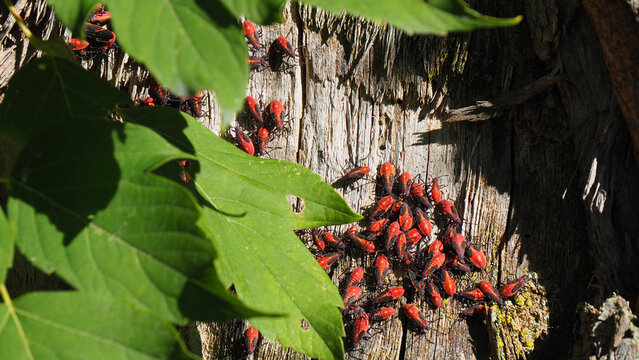 Close-up of boxelder bugs resting on a tree trunk in the sunlight in a forest.