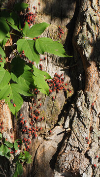 Close-up of boxelder bugs resting on a tree trunk in the sunlight in a forest.