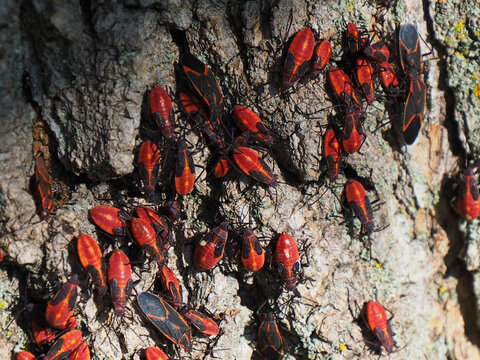 Close-up of boxelder bugs resting on a tree trunk in the sunlight in a forest.