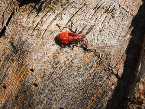 Close-up of a boxelder bug resting on a tree trunk in the sunlight in a forest.