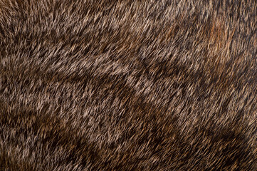 fur texture background with skin of domestic cat