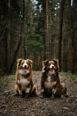 Cute young dogs are traveling. Two Australian Shepherds adult and puppy red tricolor are sitting on forest trail and posing. Aussie in coniferous Forest National Park.