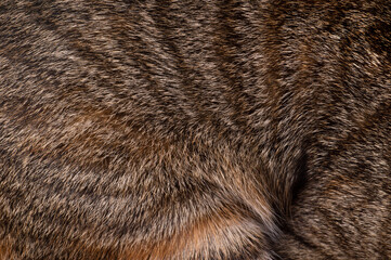 fur texture background with skin of domestic cat