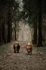 Cute young dogs are traveling. Two Australian Shepherds red tricolor quickly run forward along forest path and with funny faces. Aussie active dogs in national park coniferous forest.