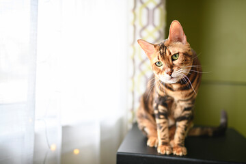 Bengal cat like a leopard sneaks at home