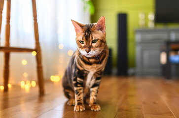 Bengal cat like a leopard sneaks at home