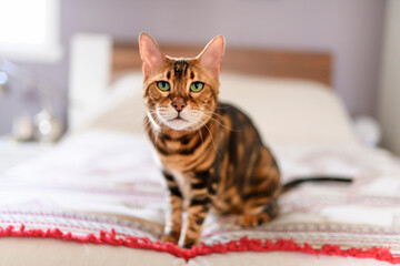 Bengal cat like a leopard sneaks at home bedroom