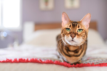 Bengal cat like a leopard sneaks at home bedroom