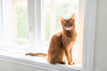 Abyssin cat like a leopard sneaks at home