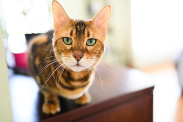 Bengal cat like a leopard sneaks at home