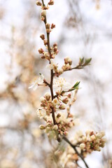 Obraz premium beautiful white cherry plum tree blossom at springtime