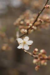 beautiful white cherry plum tree blossom at springtime