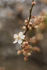 beautiful white cherry plum tree blossom at springtime