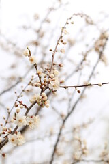 beautiful white cherry plum tree blossom at springtime