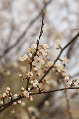 beautiful white cherry plum tree blossom at springtime