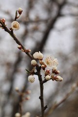 beautiful white cherry plum tree blossom at springtime