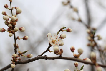 beautiful white cherry plum tree blossom at springtime
