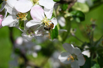 Bee on a Flower