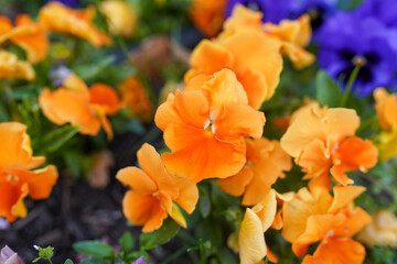 Close up garden yellow and blue viola spring flower on a green bokeh background, selective focus