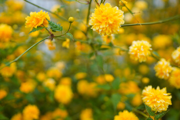 Closeup of yellow flowers on blurred green background under sunlight with copy space using as background natural flora landscape, ecology cover page concept