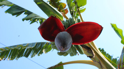 Banana Growing Naturally in a forest. Low angle view of Banana Tree.