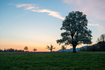 Obraz premium spring sunrise with a giant pear tree in bloom
