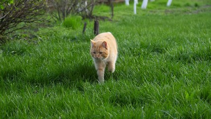 150 fps slow motion of a beautiful red cat on a background of green grass in the garden. Striped red cat walks on a fresh lawn.