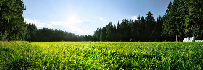 Forest and meadow panorama