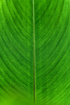 Symmetry Vein Texture Green Leaf Of Monocot Plant Natural Background