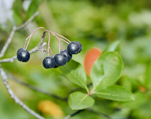 Aronia berries (Aronia melanocarpa, Black Chokeberry) bunch Aronia melanocarpa berries hanging on a tree. 