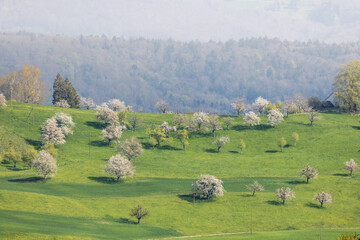 Obraz premium hills full of blossoming cherry trees in Baselland