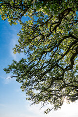 Fototapeta premium branches of a giant pear tree during blossom