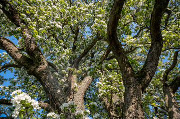 branches of a giant pear tree during blossom
