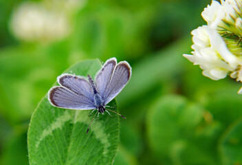 Close-up of a tiny blue butterfly sitting on a clover leaf with white clover flowers and blurred vegetation in the background.