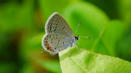 Fototapeta na wymiar Close-up of a tiny blue butterfly resting on a leaf with blurred vegetation in the background.