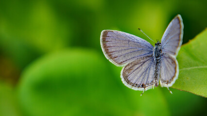 Close-up of a tiny blue butterfly resting on a leaf with blurred vegetation in the background.
