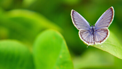 Close-up of a tiny blue butterfly resting on a leaf with blurred vegetation in the background.