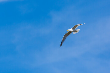 seagull in the sky