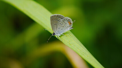 Close-up of a tiny blue butterfly resting on a blade of grass with blurred vegetation in the background.