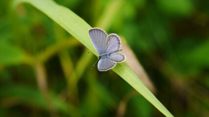 Close-up of a tiny blue butterfly resting on a blade of grass with blurred vegetation in the background.