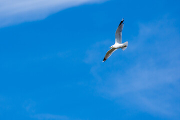 seagull in flight
