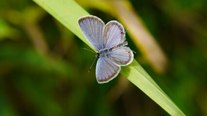 Close-up of a tiny blue butterfly resting on a blade of grass with blurred vegetation in the background.