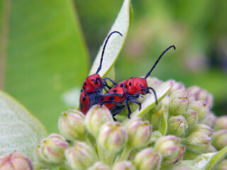 Close-up of two red milkweed beetles mating on the pink flower buds of a milkweed plant that is growing in a field with a blurred background.
