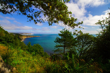 looking out of a forest out to sea