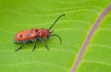 Close-up of a red milkweed beetle sitting on the leaf of a milkweed plant that is growing in a field with a blurred background.