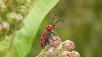Close-up of a red milkweed beetle sitting on the pink flower buds of a milkweed plant that is growing in a field with a blurred background.
