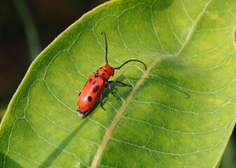 Close-up of a red milkweed beetle sitting on the leaf of a milkweed plant that is growing in a field with a blurred background.