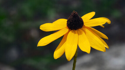Close-up of the yellow flower on a black-eyed susan plant growing in a meadow with a blurred background.