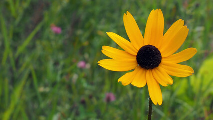 Close-up of the yellow flower on a black-eyed susan plant growing in a meadow with a blurred background.